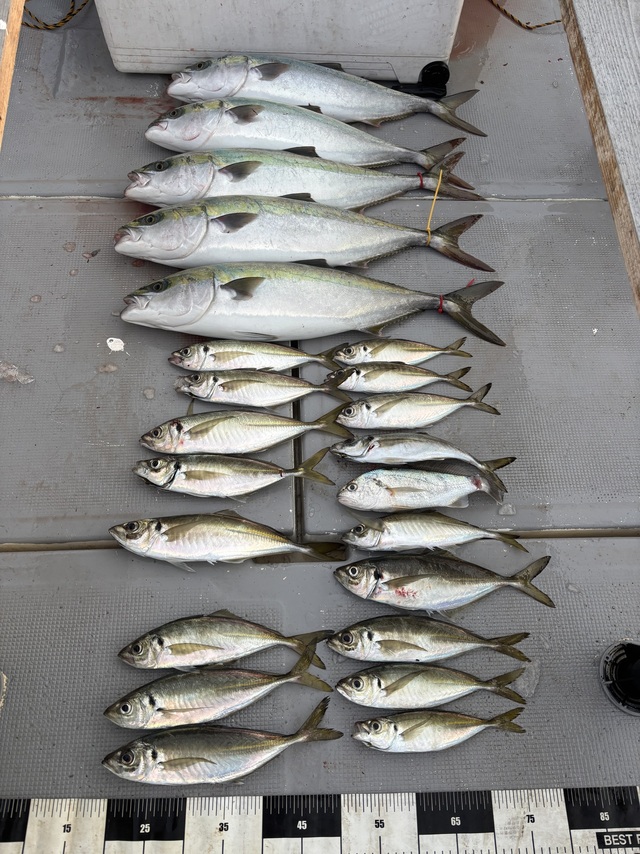 アジ(マアジ)・メジロ(ブリ)