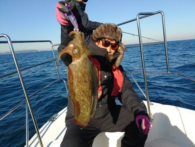 モンゴウイカ(カミナリイカ)