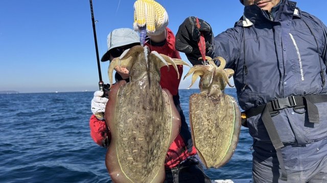 モンゴウイカ(カミナリイカ)