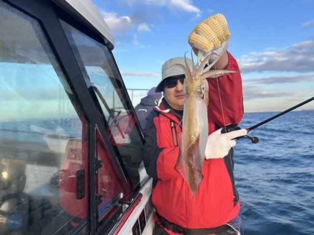 マルイカ(ケンサキイカ)