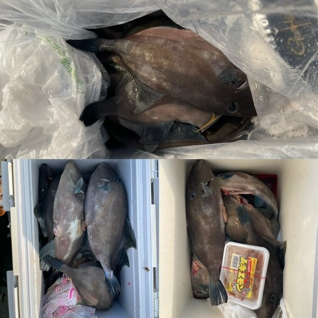 ウマヅラ(ウマヅラハギ)