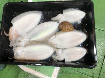 モンゴウイカ(カミナリイカ)