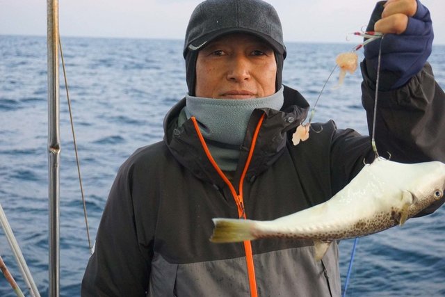 ショウサイフグ