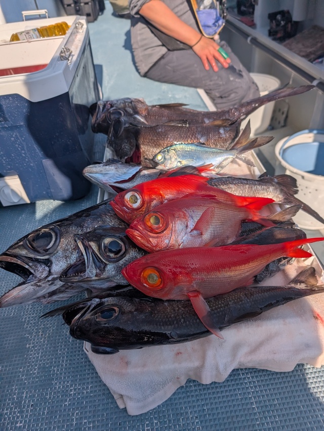 クロムツ・キンメダイ