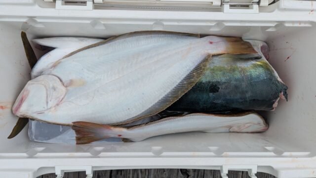 ワラサ(ブリ)・ヒラメ