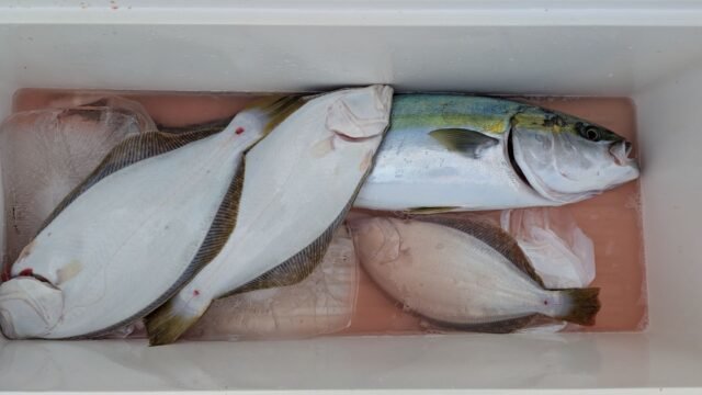 ワラサ(ブリ)・ヒラメ