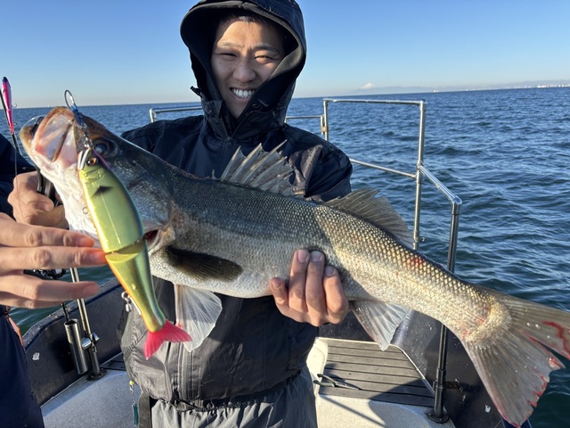 シーバス(スズキ)