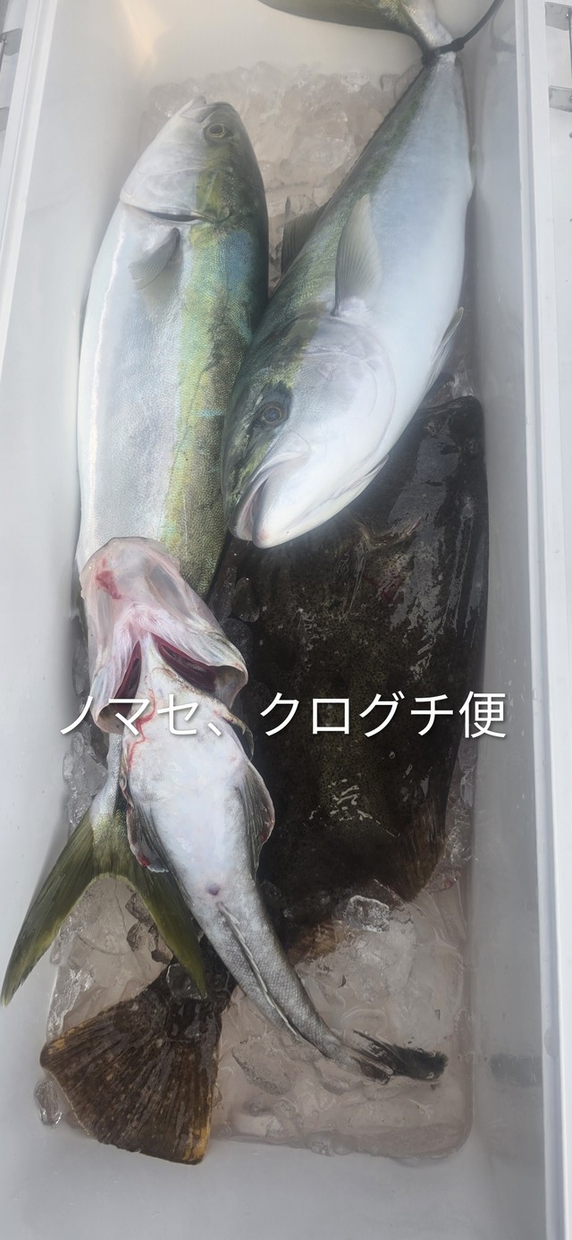 メジロ(ブリ)・ヒラメ・クログチ