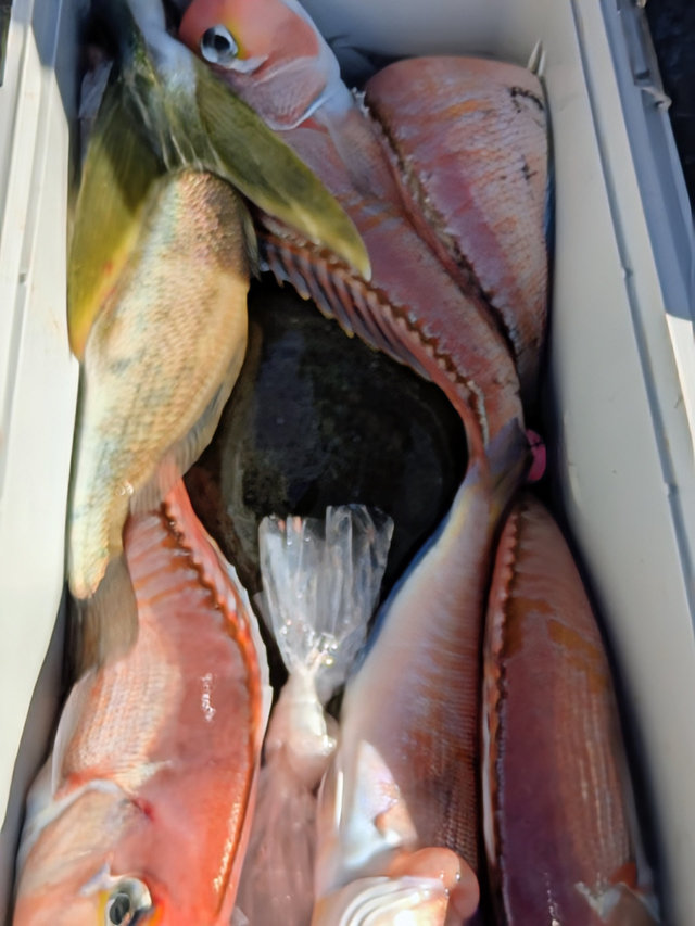 アマダイ(アカアマダイ)