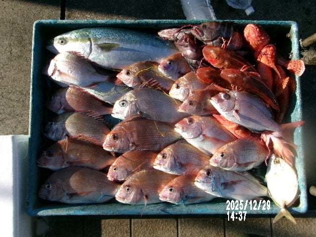 マダイ・マハタ・ワラサ(ブリ)・オニカサゴ・カサゴ