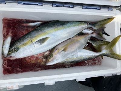 ハマチ(ブリ)・メジロ(ブリ)・シオ(カンパチ)