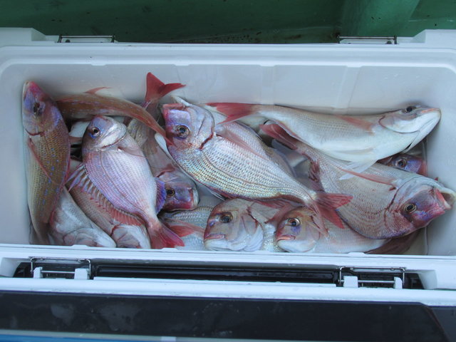 ハナダイ(チダイ)