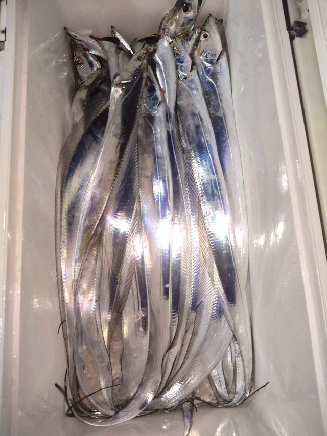 タチ(タチウオ)