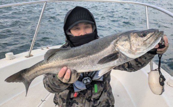 シーバス(スズキ)