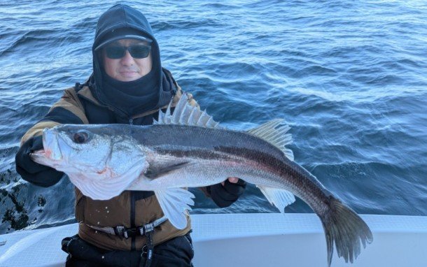 シーバス(スズキ)