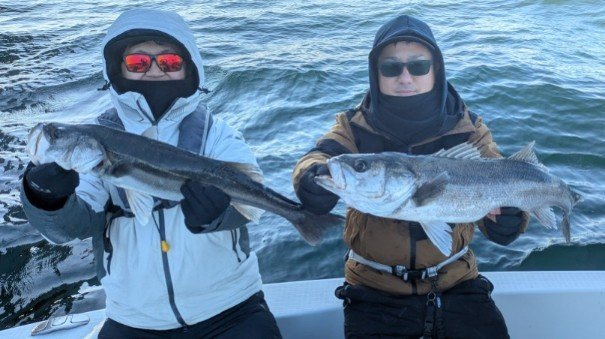 シーバス(スズキ)