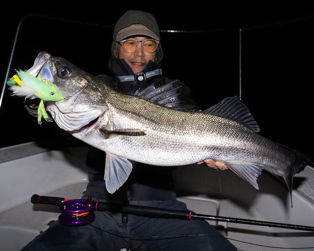 シーバス(スズキ)