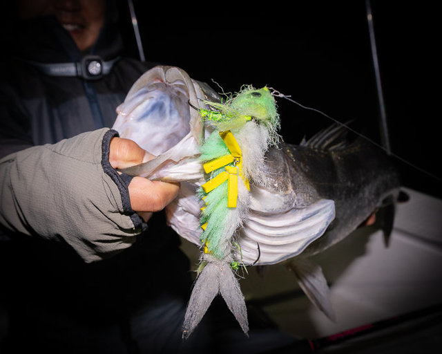 シーバス(スズキ)