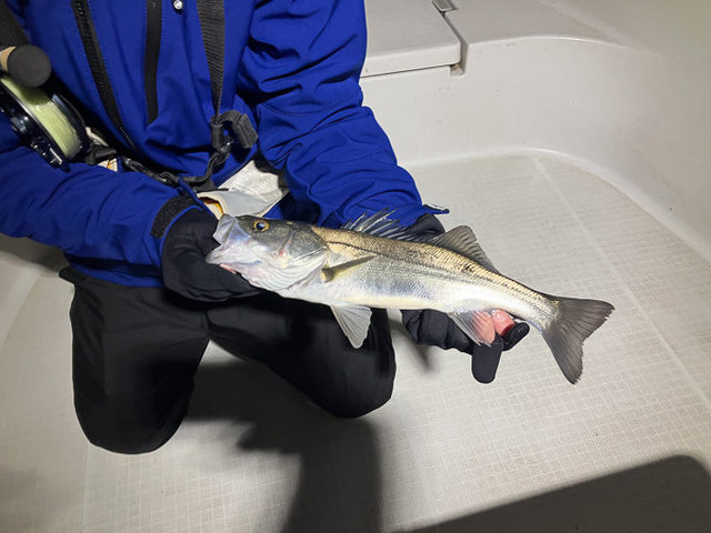 シーバス(スズキ)