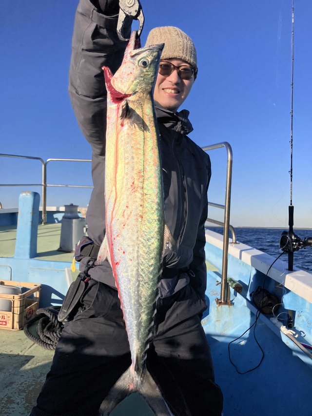 サゴシ(サワラ)