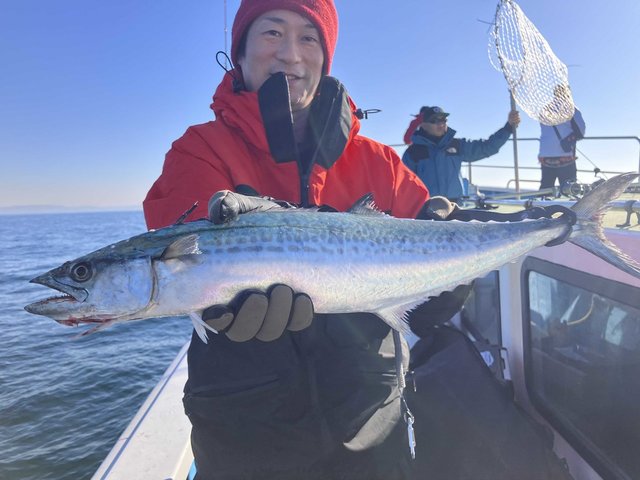 サゴシ(サワラ)