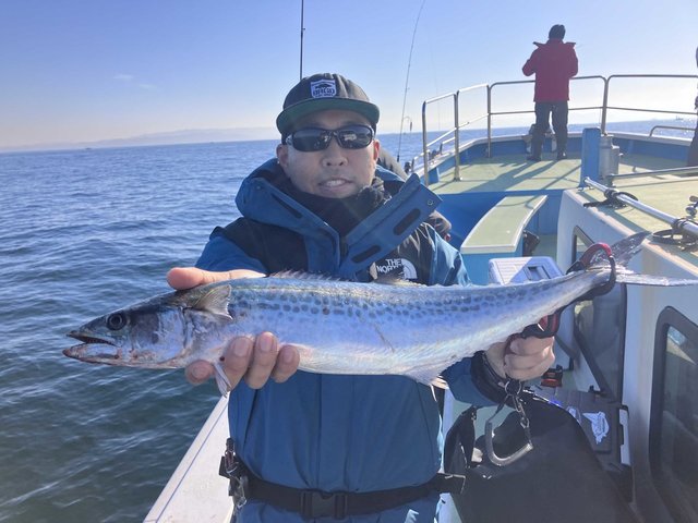 サゴシ(サワラ)