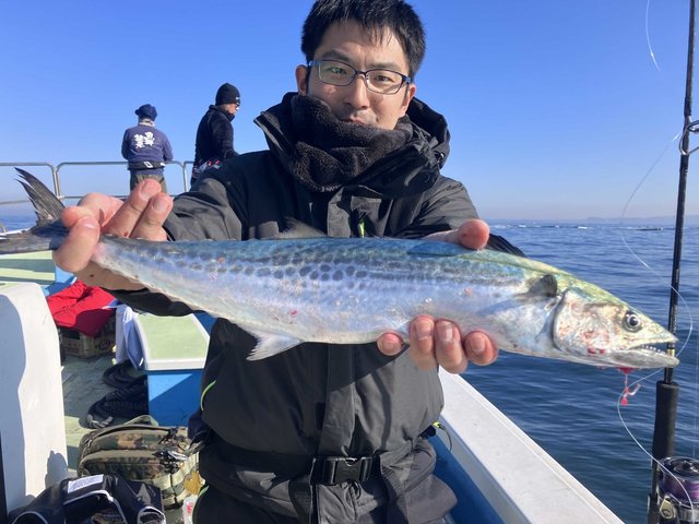 サゴシ(サワラ)