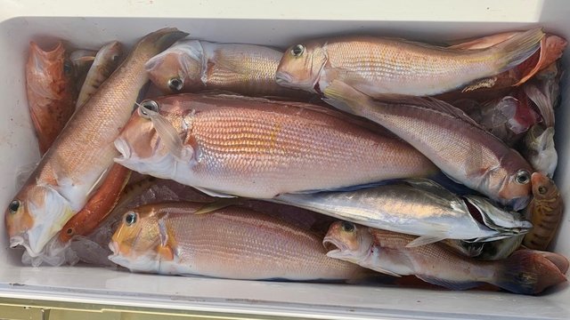 アマダイ(アカアマダイ)