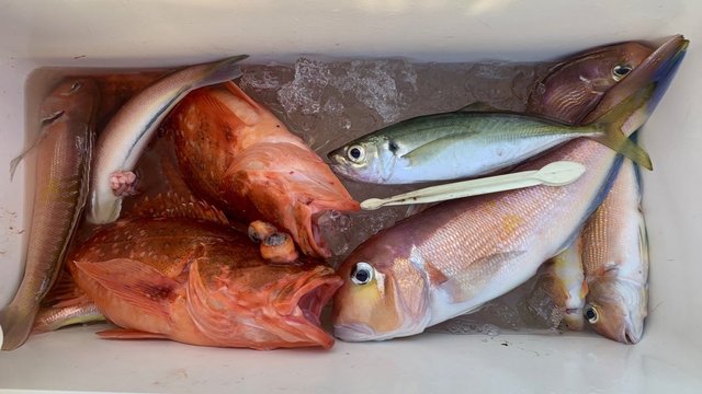 アマダイ(アカアマダイ)