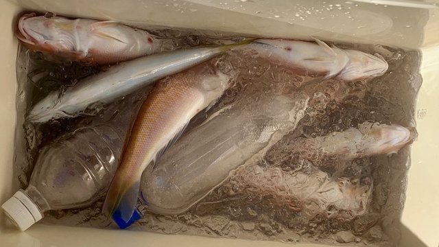 アマダイ(アカアマダイ)