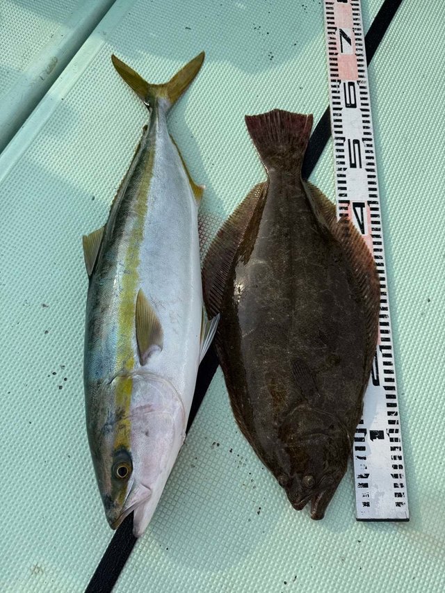 ワラサ(ブリ)・ヒラメ