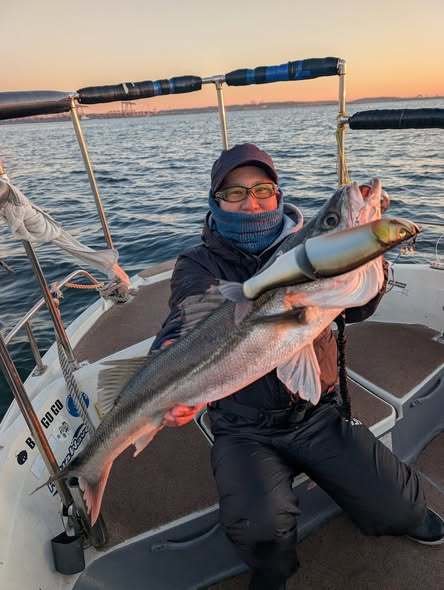 シーバス(スズキ)