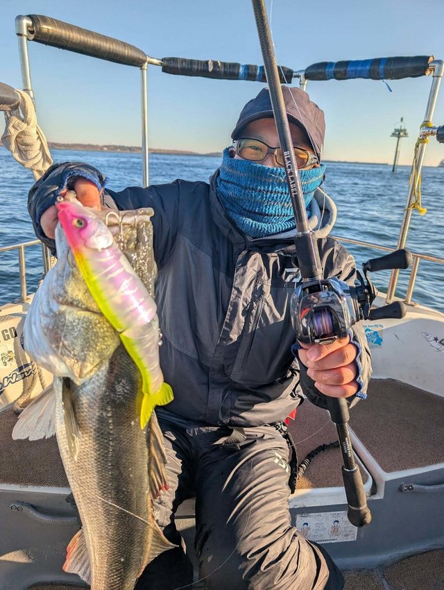 シーバス(スズキ)