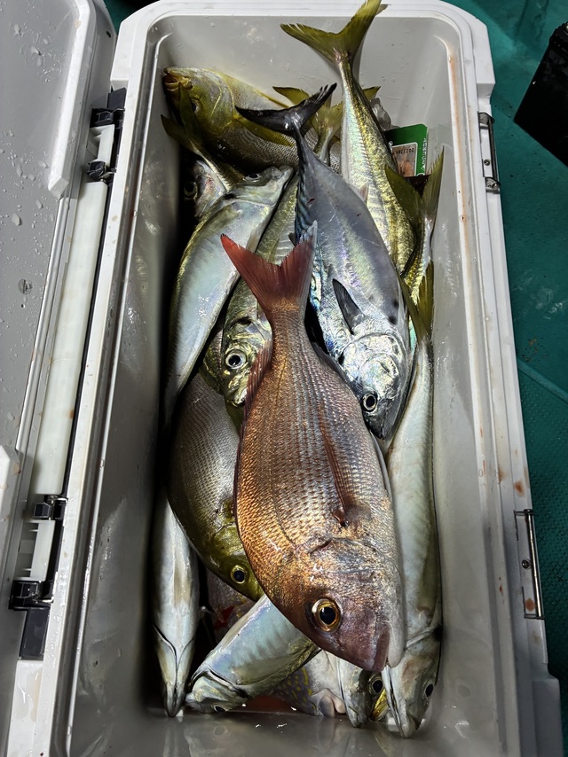 マダイ・マアジ・ヤイトガツオ(スマ)