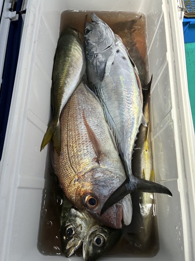 マダイ・マアジ・ヤイトガツオ(スマ)