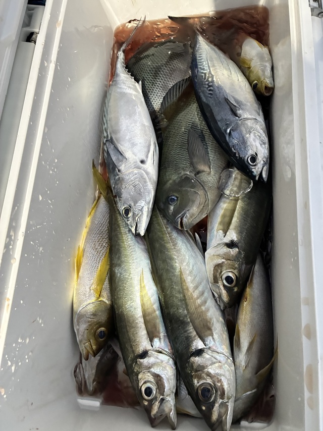 グレ(メジナ)・マアジ・ヤイトガツオ(スマ)