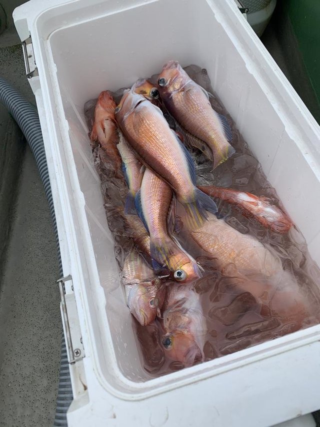 アマダイ(アカアマダイ)