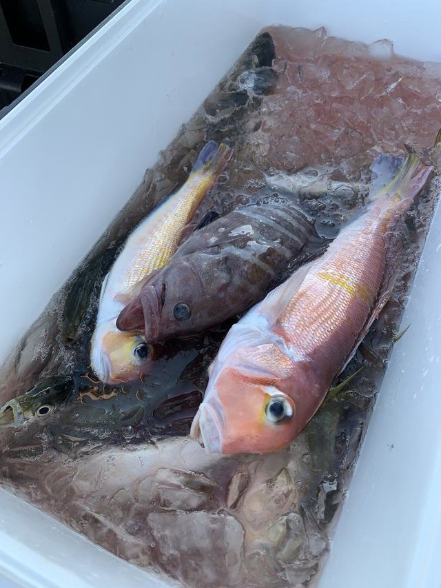 マハタ・アマダイ(アカアマダイ)