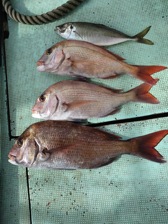 タイ(マダイ)・アジ(マアジ)