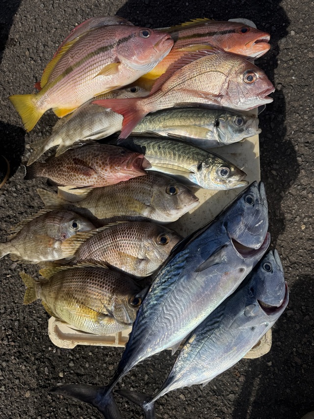 マアジ・メイチダイ・ヤイトカツオ(スマ)