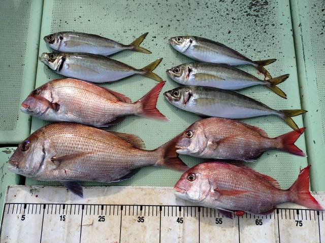 タイ(マダイ)・アジ(マアジ)