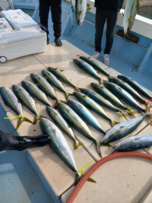 ブリ・ヒラス(ヒラマサ)