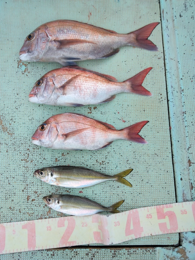 マダイ・マアジ