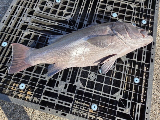 イシナギ(オオクチイシナギ)