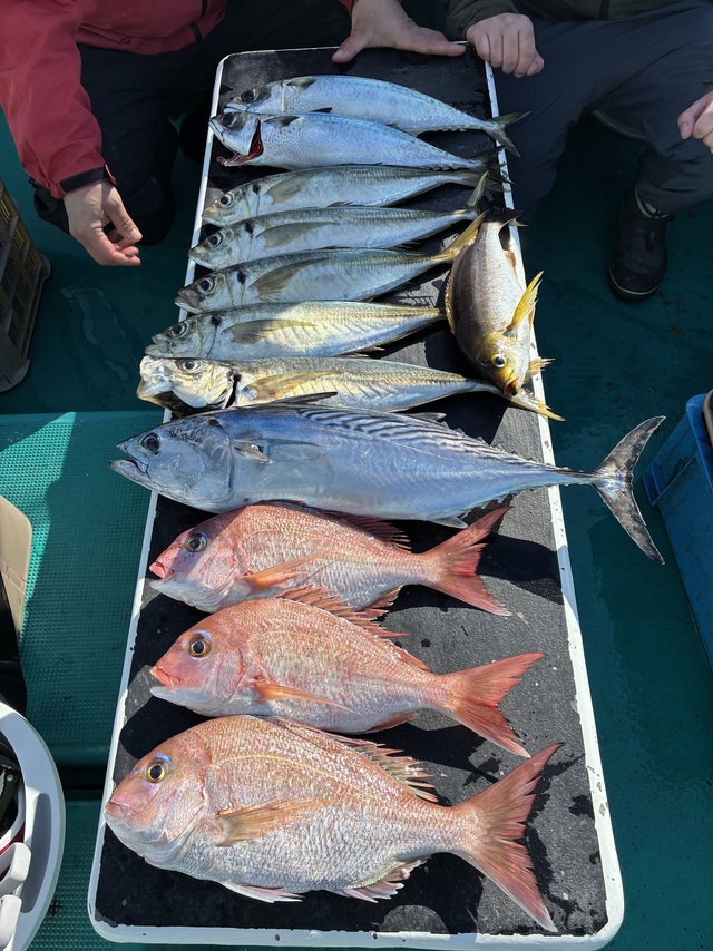 マダイ・マアジ・ヤイトガツオ(スマ)