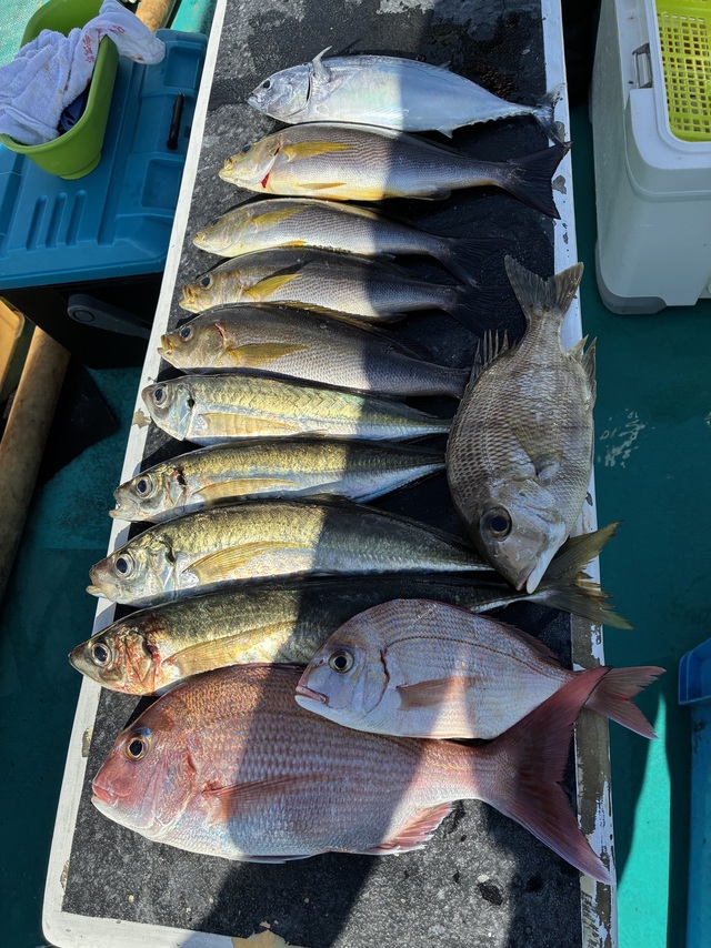 マダイ・マアジ・メイチダイ・ヤイトガツオ(スマ)