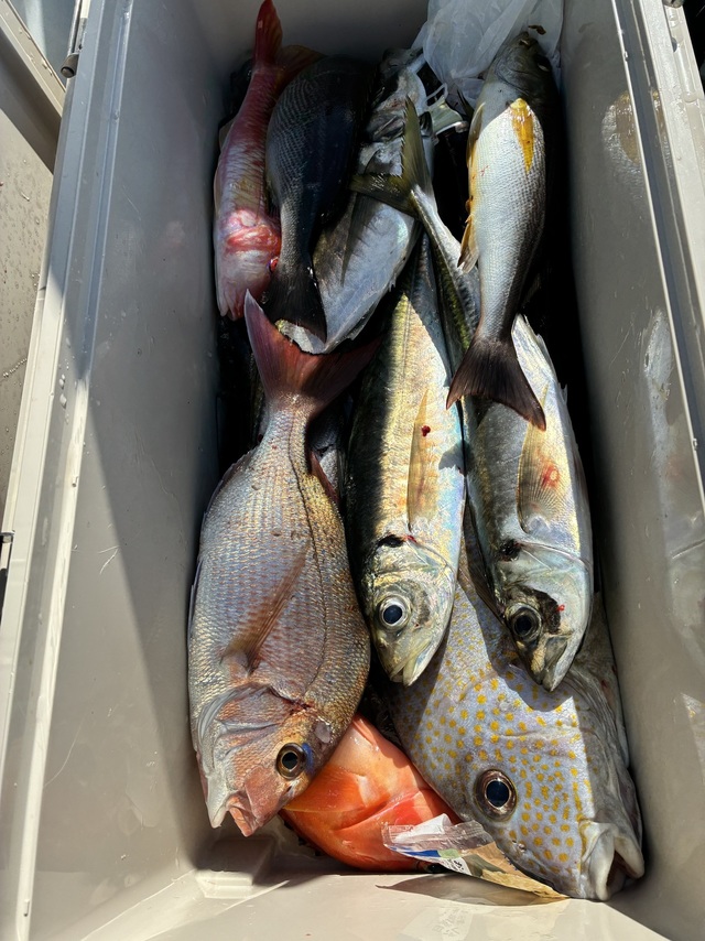 マダイ・マアジ