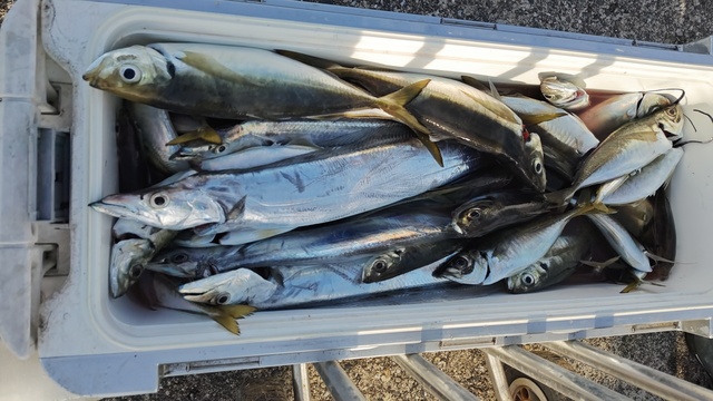 アジ(マアジ)・タチウオ