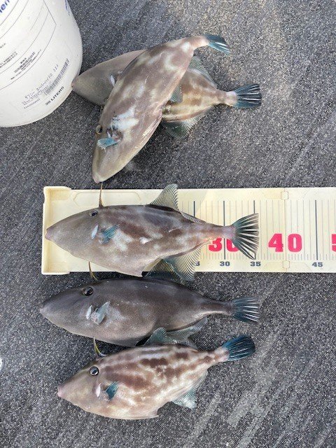 ウマヅラ(ウマヅラハギ)