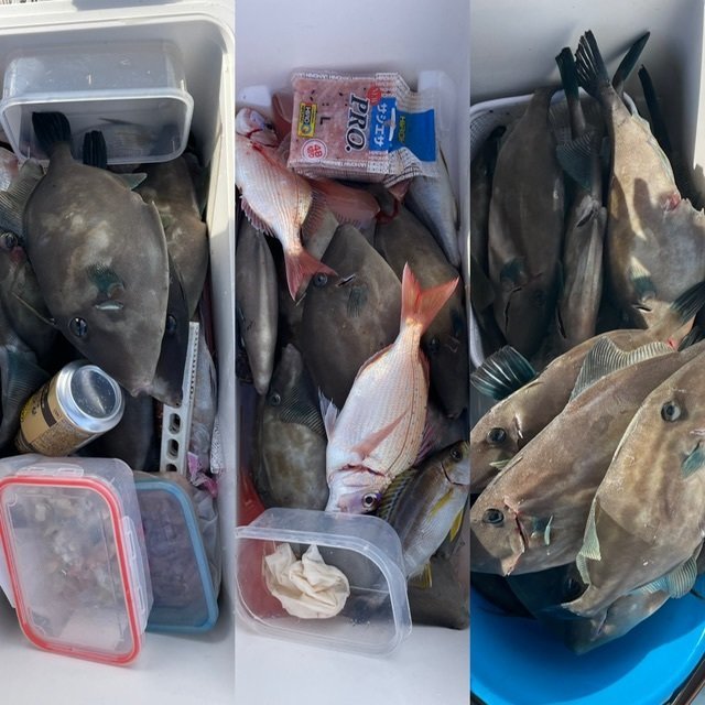 ウマヅラ(ウマヅラハギ)